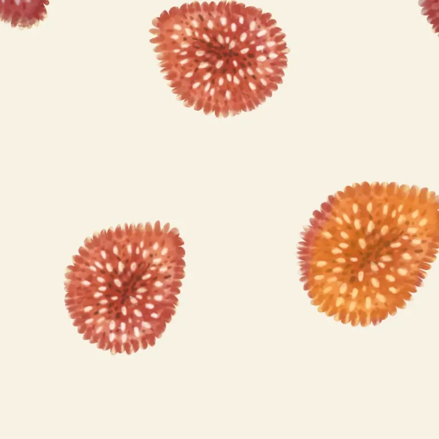 Seed coordinate — detail